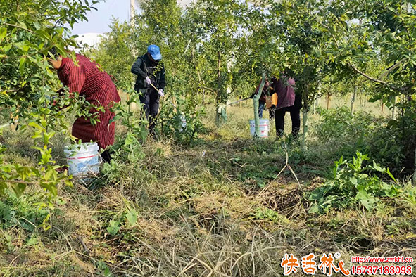 快活林涂白剂花椒树涂白