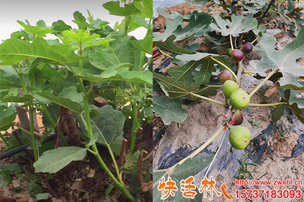 无花果苗防冻剂