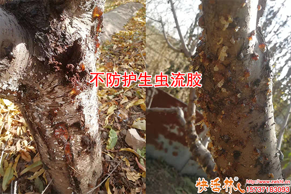 不防护生虫流胶