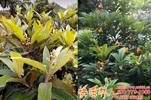 果树防冻液价格多少，枇杷树防寒保花果认准快活林品牌