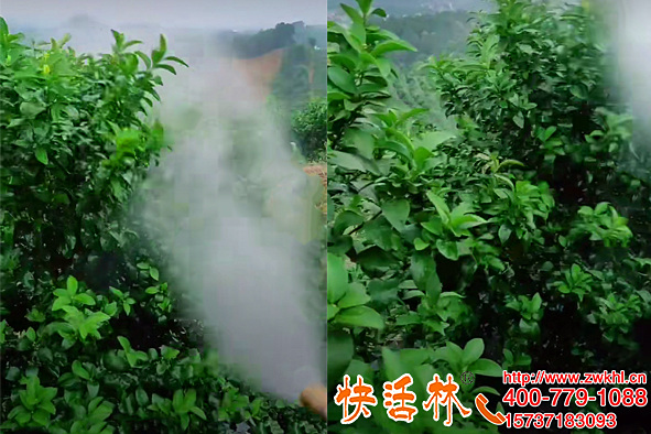 快活林植物抗冻剂柑橘防寒湖北襄阳薛经理经理两次倒春寒没出问题