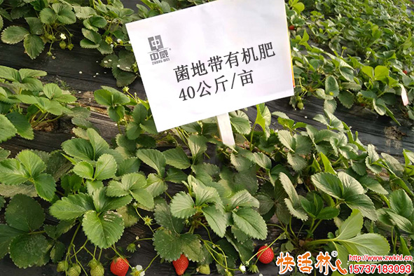 草莓使用地带有机肥 40公斤_亩