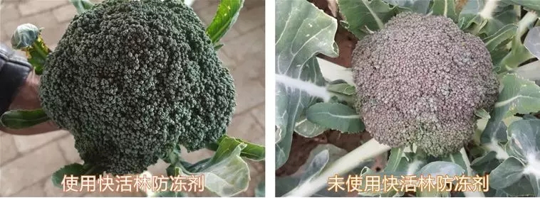 中威快活林植物防冻剂400-779-1088