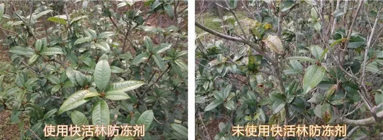 中威快活林植物防冻剂400-779-1088