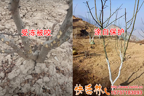 涂白剂什么牌子好花椒树防冻用什么涂白剂效果好快活林效果怎样