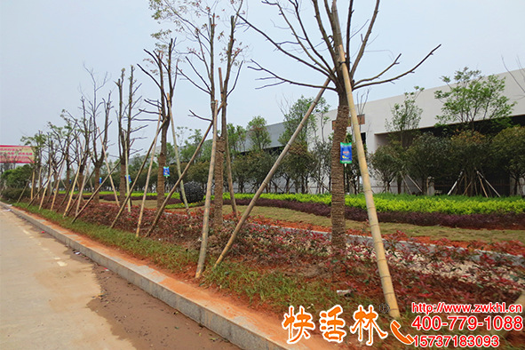 绿化挂吊针营养液之所以恢复快成活高，快活林养护有工程必有方案