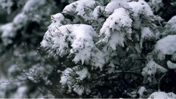 【快活林养护百科】雪松秋季栽植需要注意些什么？